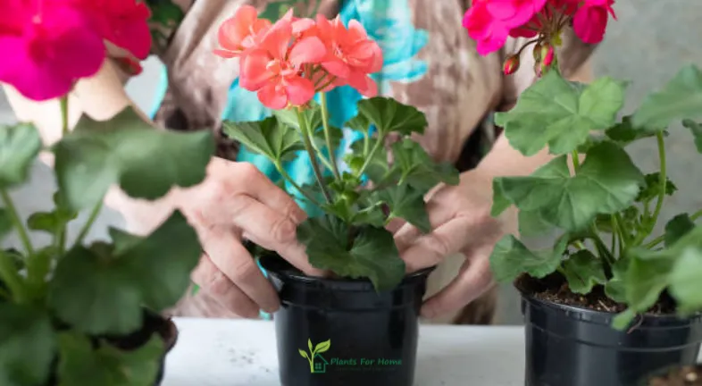 Plant Gift Ideas