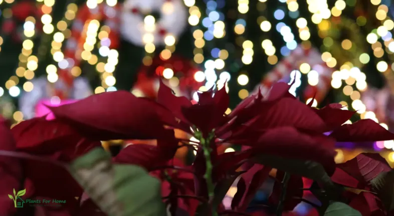Poinsettias