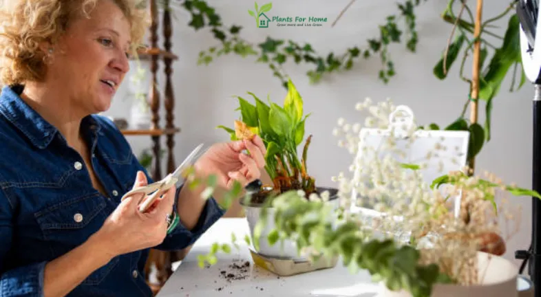 Seasonal Plant Care Tips