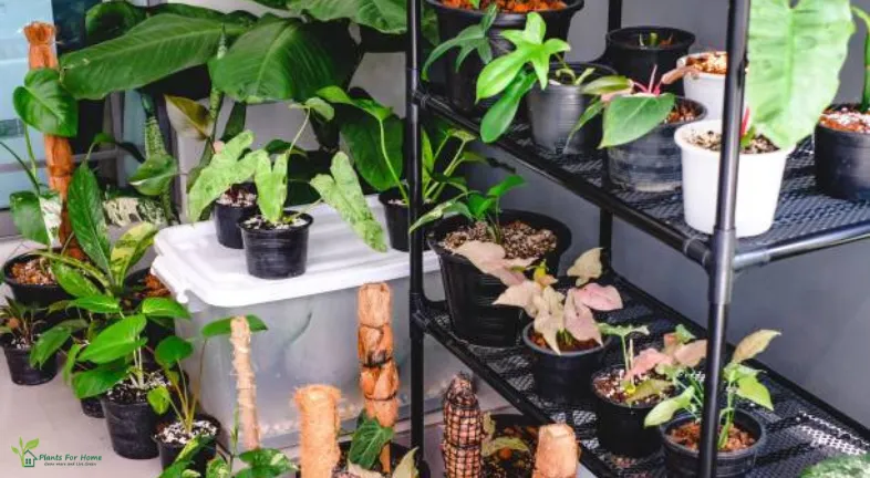 Setting Up Your LECA Indoor Garden is as follows