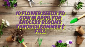 10 Flower Seeds To Sow In April For Endless Blooms Through Summer & Fall