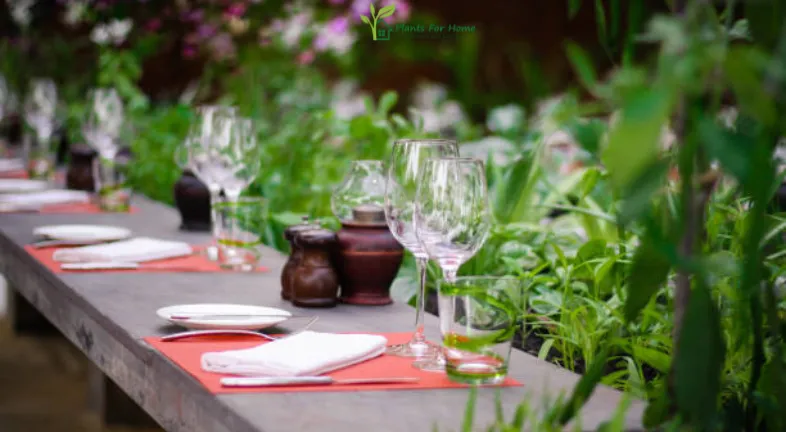 Table settings with Plants