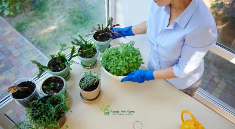 Tips for Successful Microclimate Gardening are as follows
