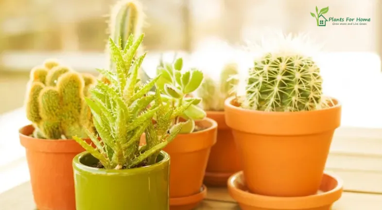 Types of Artificial Plants