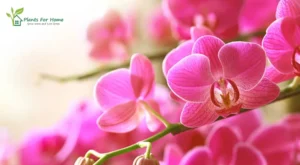8 Rare Orchids That Make Stunning Houseplants