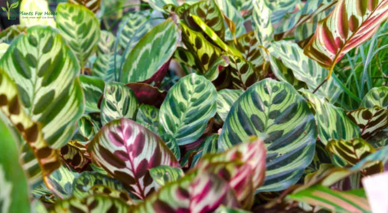 calathea-plant