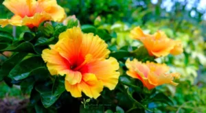 colorful-hawaiian-hibiscus-plant-in-the-garden
