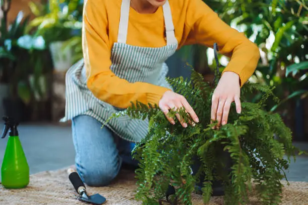 cropped-woman-florist-in-working-apron-in-squat-position-taking-care-of-green-plant