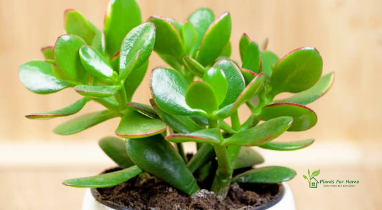 jade-plant-lucky-plant-money-plant-or-money-tree