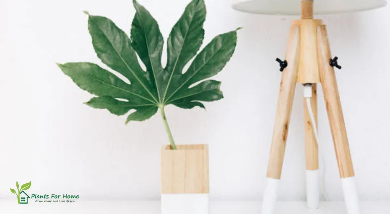 nordic-lamp-and-tropical-leaf-simple-decor-objects