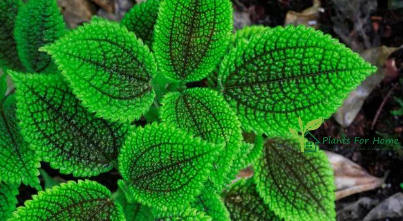 pilea-involucrata