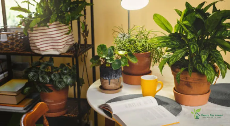 reading-place-near-houseplants-with-opened-book-digital-detox