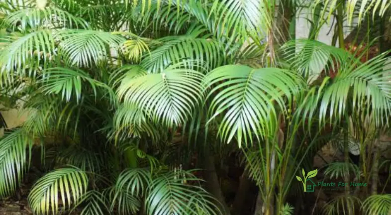 shining-rich-green-huge-cluster-of-areca-palm-plants-making-a-corner-of-the-garden-beautiful