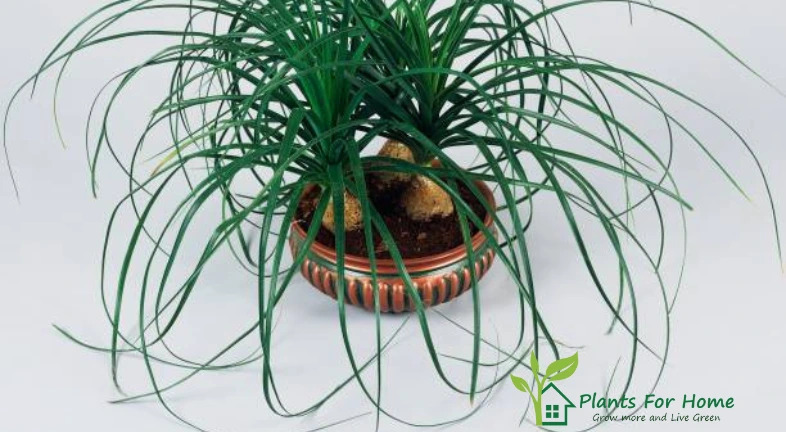 unspecified-pony-tail-or-elephant-foot-tree-narrow-leafed-agavaceae