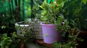 Monsoon gardening tips for apartments
