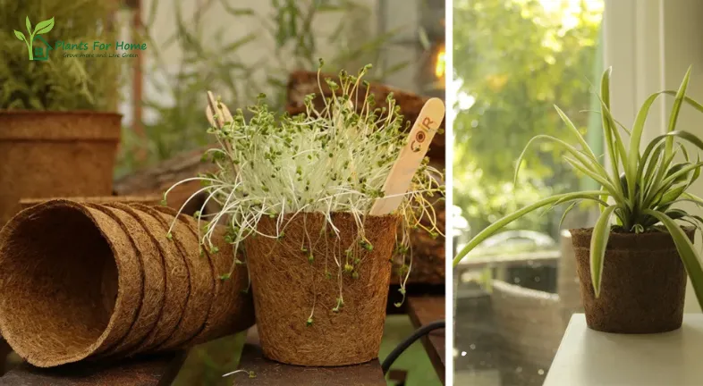 Design Considerations for Sustainable Plant Pots are as follows