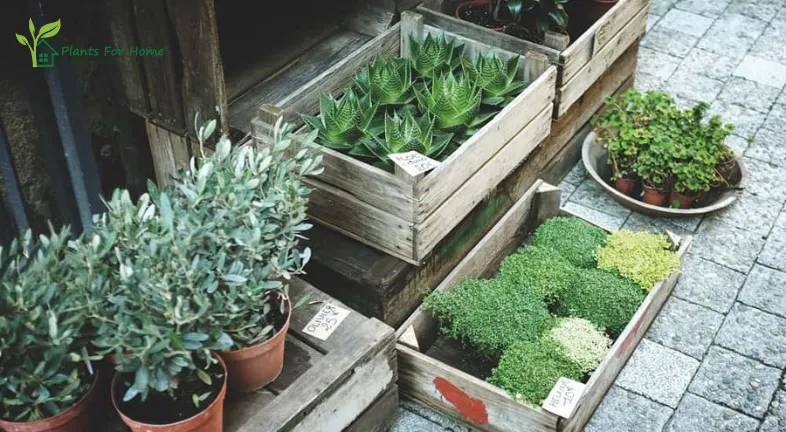 Materials for Sustainable Plant Pots are as follows