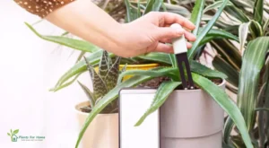 Smart Plant Sensors for Indoor Gardens