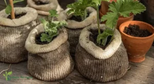 Sustainable Plan Pots