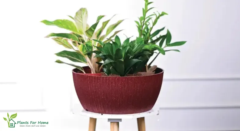 Sustainable Plan Pots