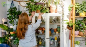 Terrarium and Stylish plant cabinets